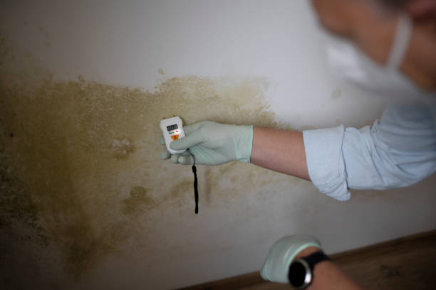 Why You Should Choose Our Mold Remediation Services in Grapevine, TX